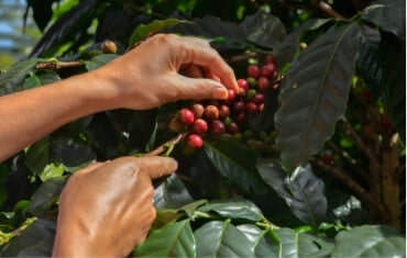 It’s about our beans!